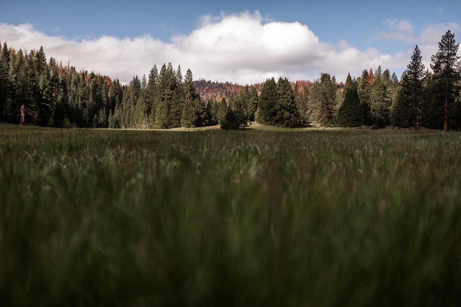 Sequoia National Park Elopement Photography