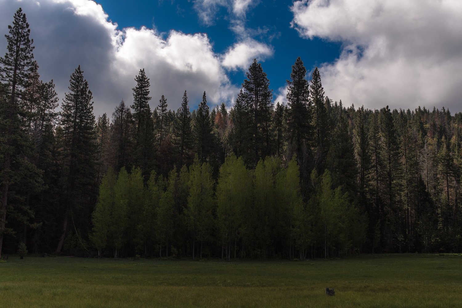 Sequoia National Park Elopement Photography