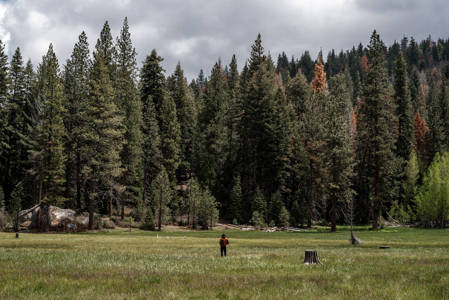 Sequoia National Park Elopement Photography