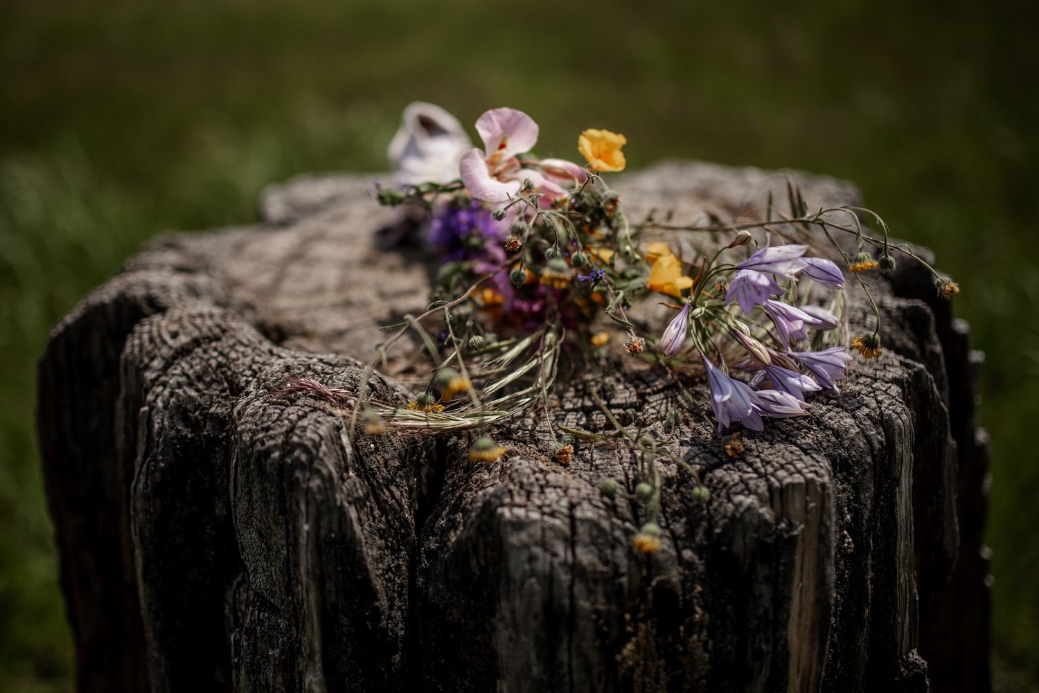 Sequoia National Park Elopement Photography