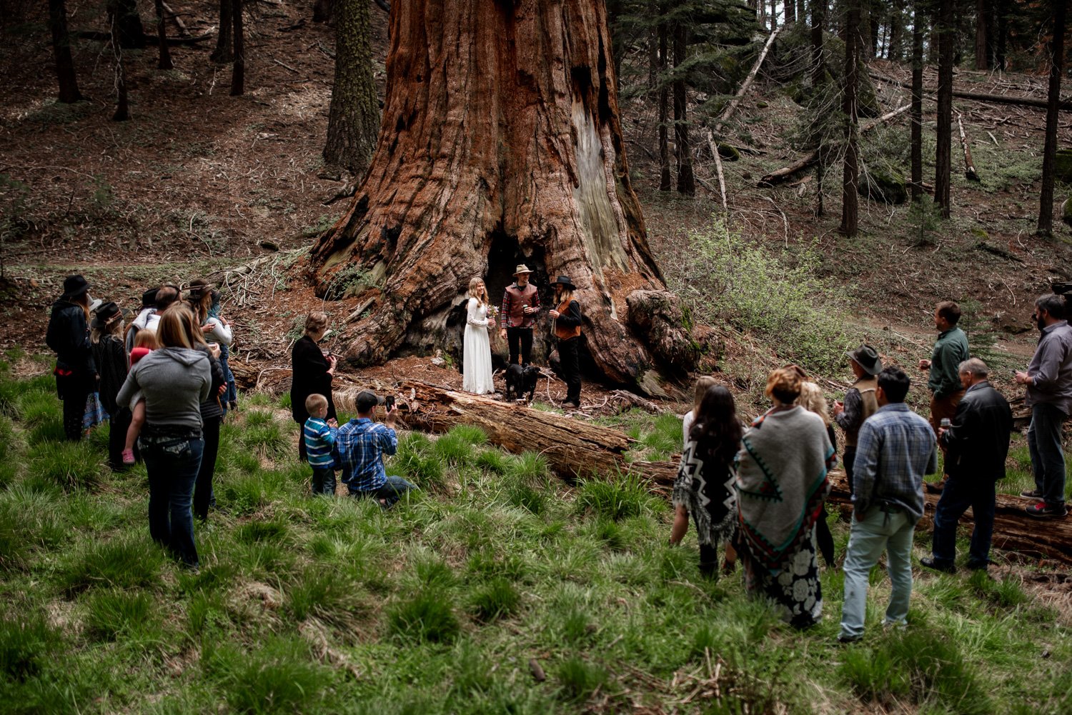 Sequoia National Park Elopement Photography