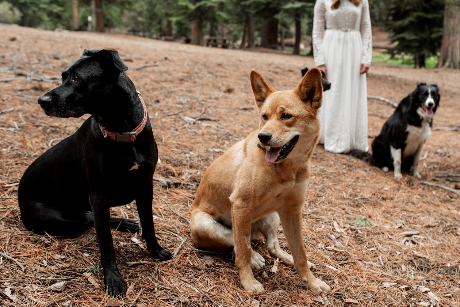 Sequoia National Park Elopement Photography